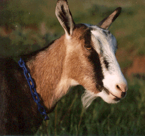Alpine Goat