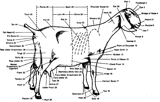 Dairy Goat