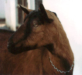 Goat