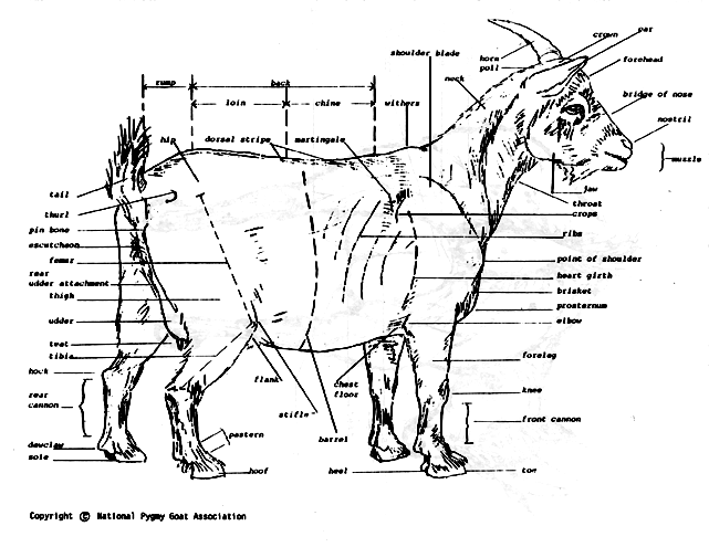 Pygmy Goat