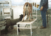 Goat feeding Lamb