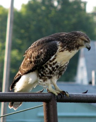 Red Tailed Hawk