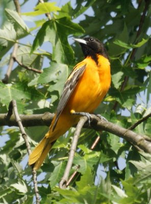 Make Baltimore Oriole