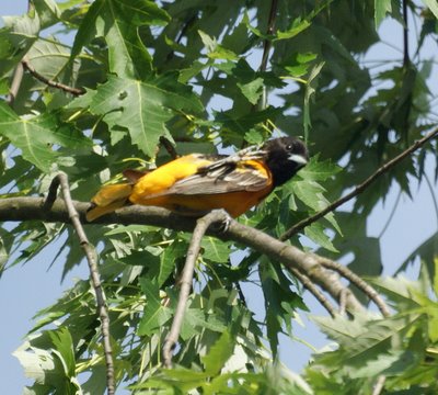 Male Oriole