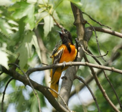 Oriole