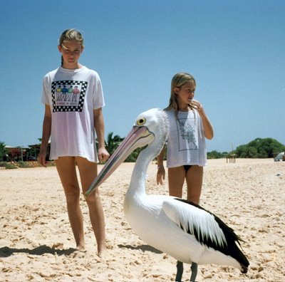 Australian Pelican