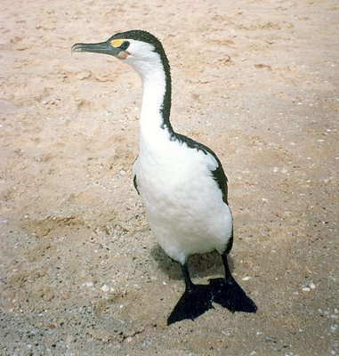 Pied Cormorant