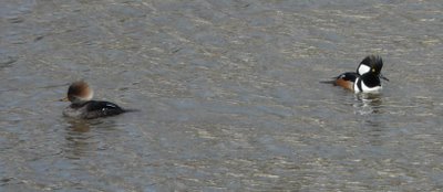 Hooded Mergansers