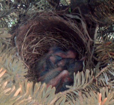 Baby Robins