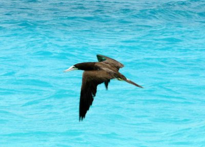 Brown Booby