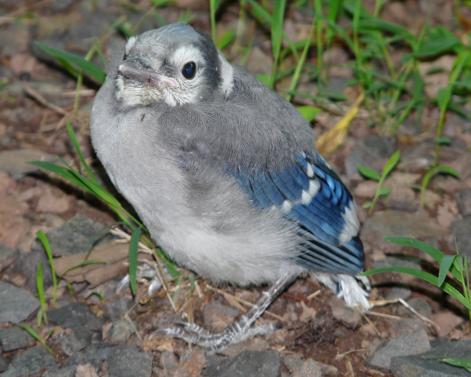 Baby Blue Jays- New Jersey Bird Photos