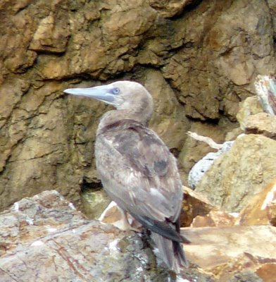 Brown Booby