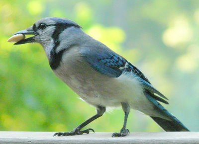 Blue Jay