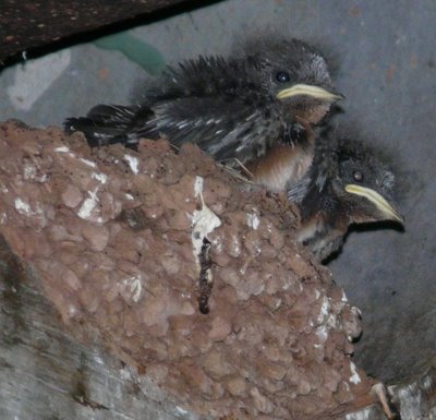 Baby Barn Swallows