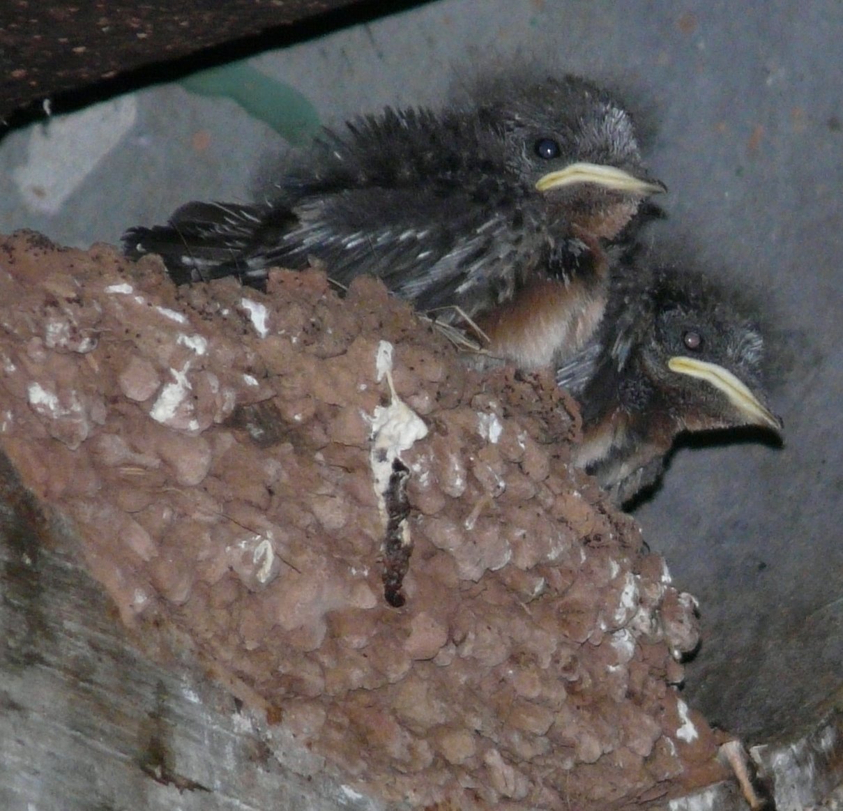 Baby Barn Swallow 79