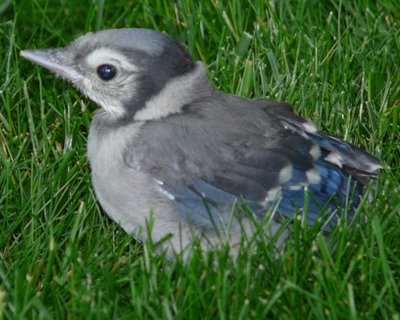 Blue Jay