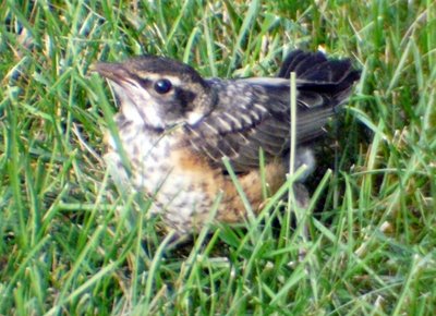 Baby Robin