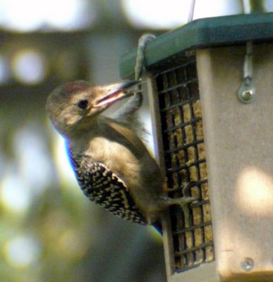 Juvenile Red Bellied Woodpecker