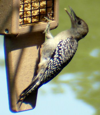 Juvenile Red Bellied Woodpecker