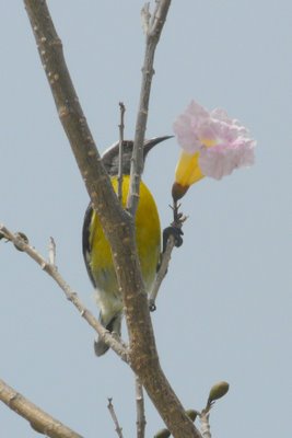 Bananaquit