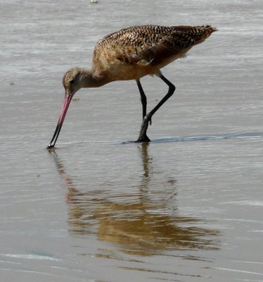 Marbled Godwit