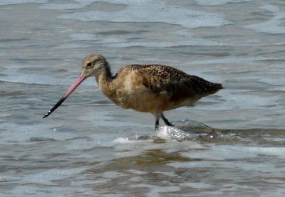 Godwit