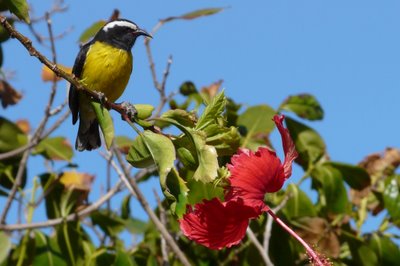 Bananaquit