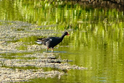 Common Moorhen