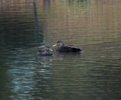 Female Black Ducks