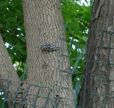 Black and White Warbler