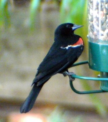 Red Winged Blackbird