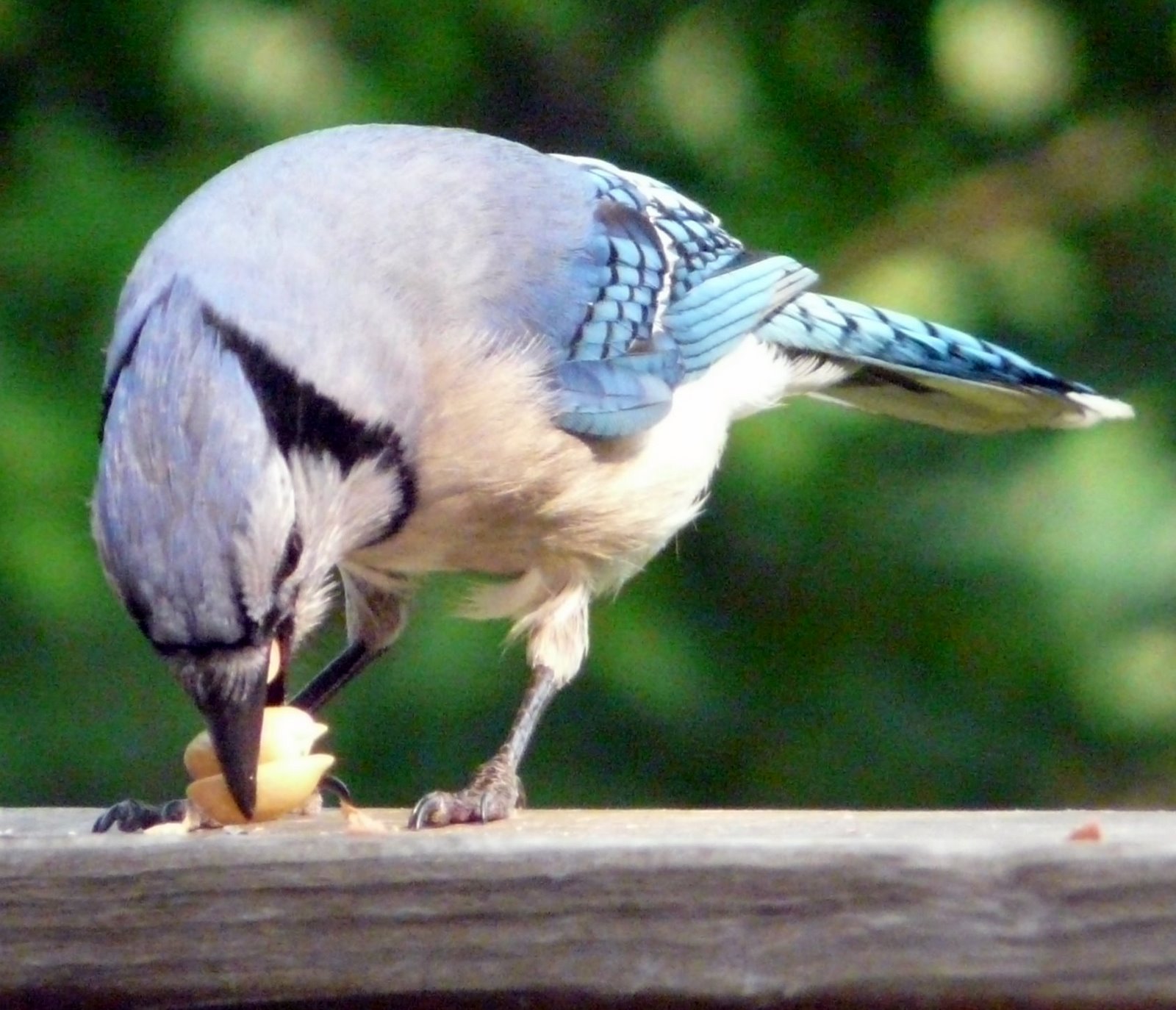 blue bird eating