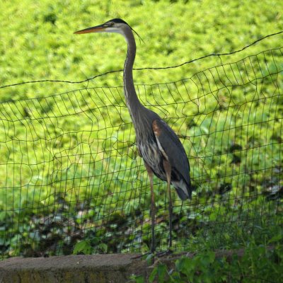  Blue Heron 