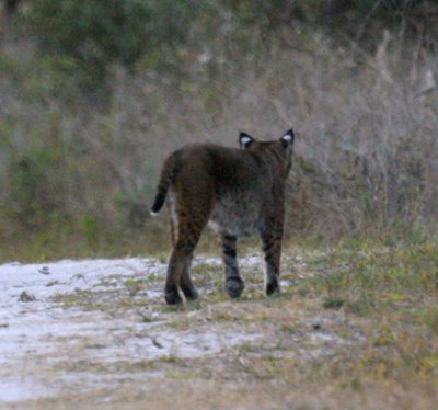 Bobcat