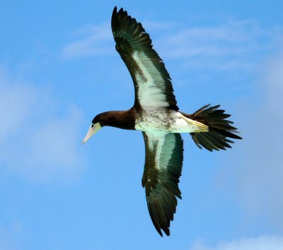 Brown Booby