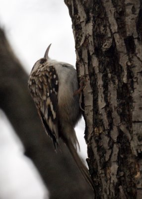 Brown Creeper