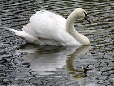 Mute Swan