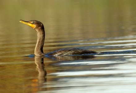 Cormorant Swimming