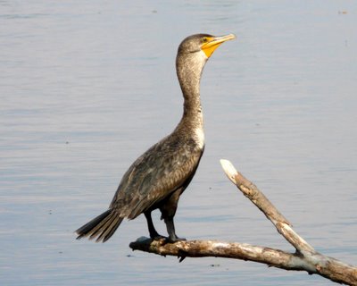 Double-crested cormorant