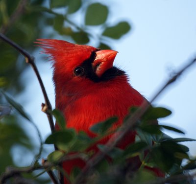 Cardinal