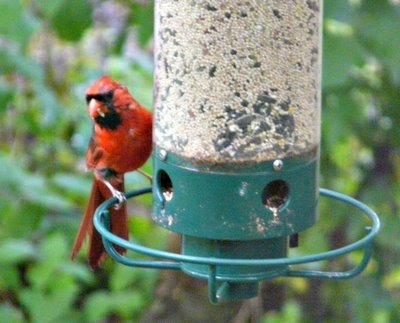 Northern Cardinal