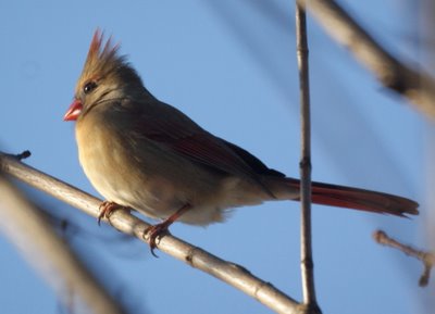 Female Cardinal