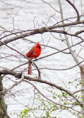 Cardinal