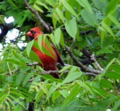 Cardinal