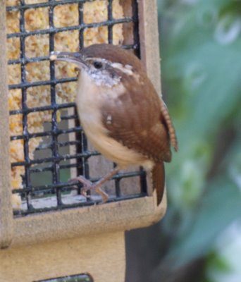 Carolina Wren