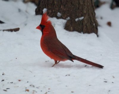 Cardinal