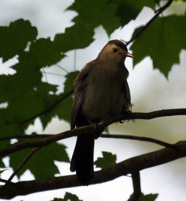 Catbird