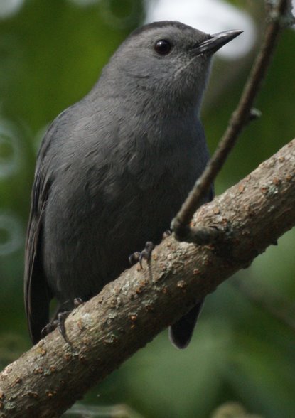 Catbird