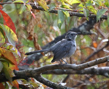 Gray Catbird