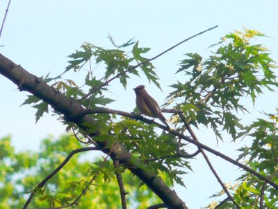 Cedar Waxwing